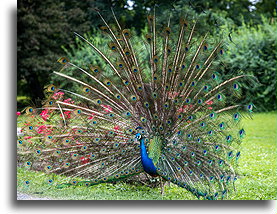 Peacock Showing Off Plumage::Archbishop's Palace in Kroměříž, Czechia::