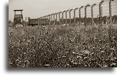 Electrified Fence #1::Auschwitz Concentration Camp::