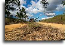 Road to Caracol::Mountain Pine Ridge Forest Reserve, Belize::