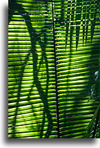 Liść palmowy::El Pilar, Belize::