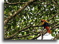 Loud Macaw::Ojochal, Costa Rica::