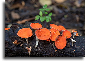 Orange Cup Fungi::Reserva Natural Cabo Blanco, Costa Rica::