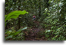Las rezerwatu przyrody #2::Reserva Natural Cabo Blanco, Kostaryka::