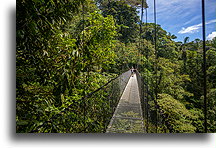 Collared Peccary Bridge::Mistico Hanging Bridges, Costa Rica::
