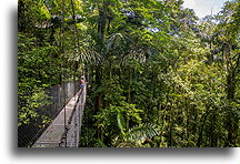 Jacamar Bridge::Mistico Hanging Bridges, Costa Rica::