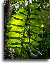 Pinnate Leaf::Mistico Hanging Bridges, Costa Rica::