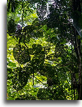 Leaves Eaten Out::Mistico Hanging Bridges, Costa Rica::