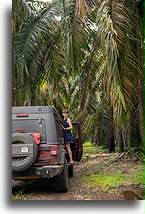 Palm Oil Plantation::Quepos, Costa Rica::