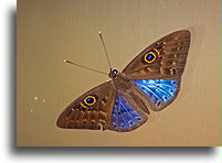 Motyl niebieski cętkowany::Uvita, Kostaryka::