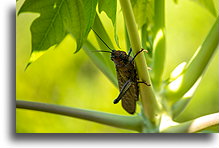 Big Grasshopper::Uvita, Costa Rica::