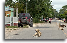 Village Dogs::El Remate, Guatemala::
