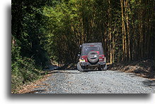 Bamboo Grove::Route AV-29, Guatemala::