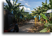Plantacja bananów::Quiriguá, Guatemala::