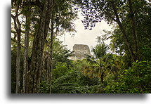 Temple IV::Tikal, Guatemala::
