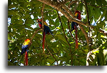Scarlet Macaws::Copán, Honduras::
