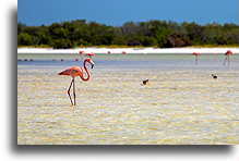 Flamingi #1::Wyspa Holbox, Quintana Roo, Meksyk::