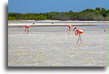 Flamingi #2::Wyspa Holbox, Quintana Roo, Meksyk::