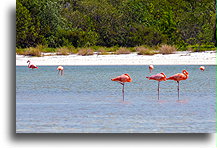 Śpiące flamingi::Wyspa Holbox, Quintana Roo, Meksyk::