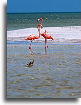 The Couple::Holbox Island, Quintana Roo, Mexico::