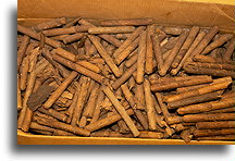 Wasted Cigars::Granada, Nicaragua::