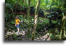 On the way to the Lost Waterfalls::Boquete, Panama::