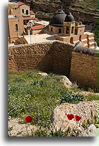 Three Poppies::Mar Saba Monastery, Palestinian territory::