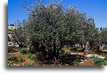 Stare drzewa oliwne::Ogród Oliwny, Jerozolima, Izrael::
