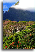 Mt. Tohiea::Moorea, French Polynesia::