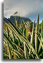 Plantacja ananasów::Moorea, Polinezja Francuska::