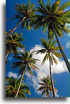 Palm Tree Grove::Moorea, French Polynesia::