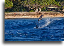 Leaping dolphins::Tiputa Pass, Rangiroa, French Polynesia::