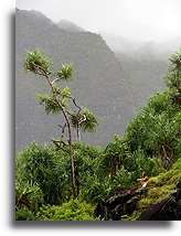 Hanakapi`ai Valley::Na Pali Coast on Kauai, Hawaii Islands::