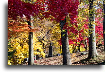 Kolory jesieni #1::Sleepy Hollow, Nowy Jork, USA::