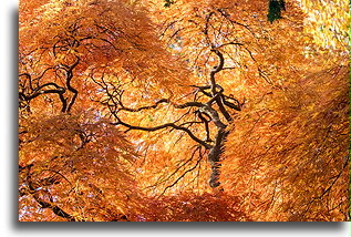 Kolory jesieni #2::Sleepy Hollow, Nowy Jork, USA::